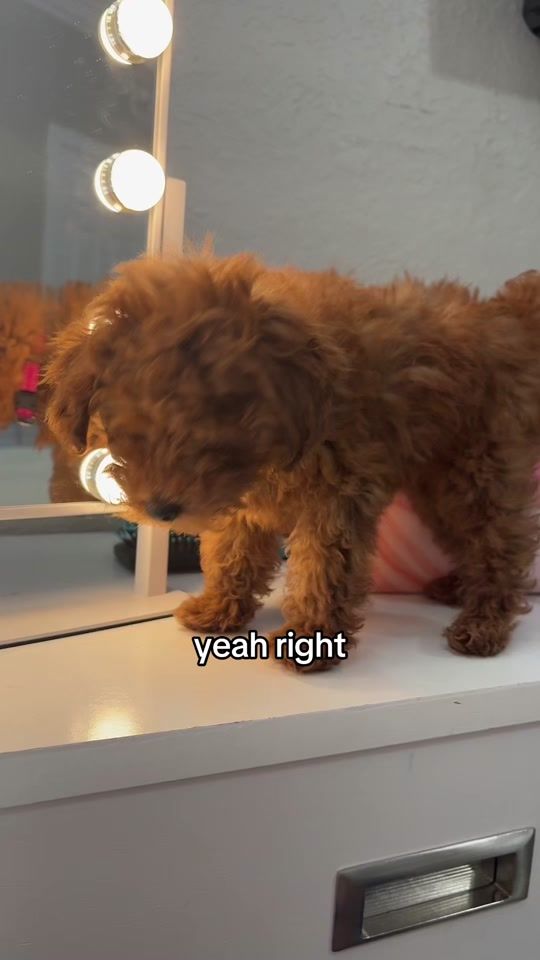 TikTok video thumbnail by so.indifferent