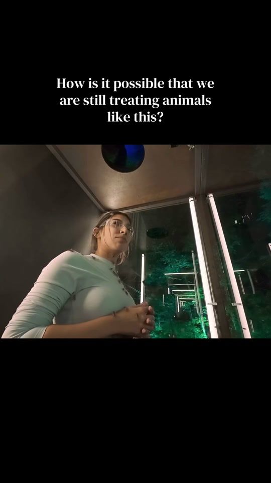 TikTok video thumbnail by peskypersimmon
