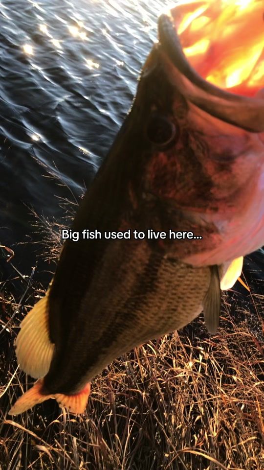 TikTok video thumbnail by trk.fishing