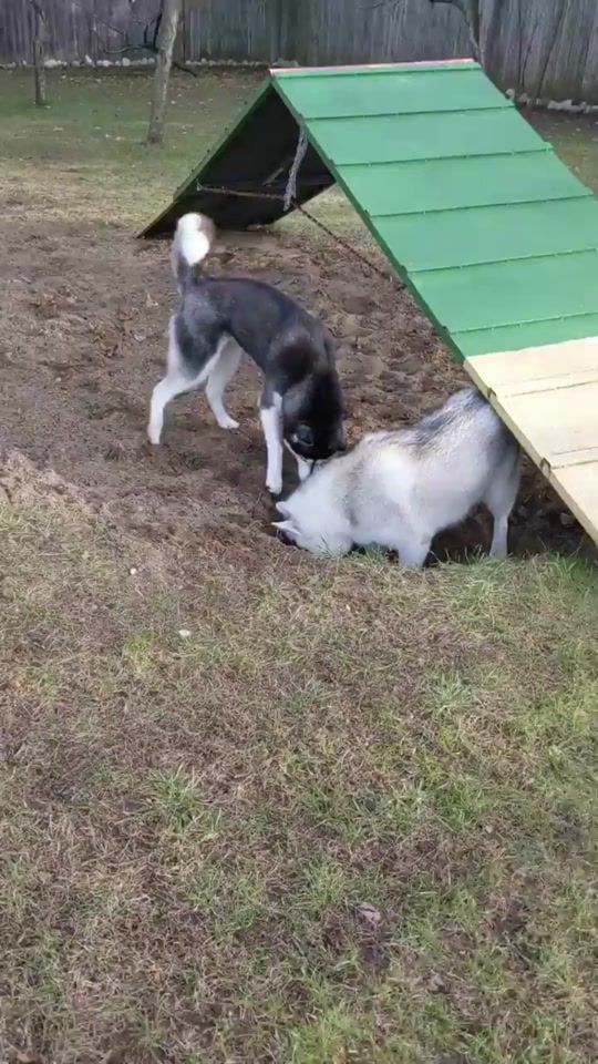 TikTok video thumbnail by gonetothesnowdogs