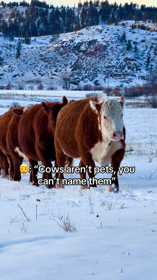 TikTok video thumbnail by cbarshorses