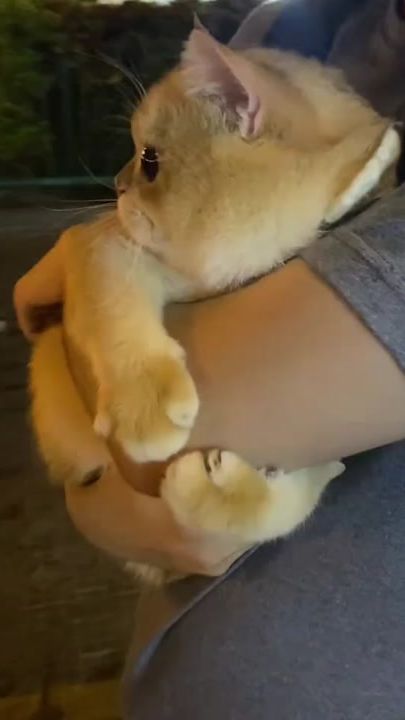 TikTok video thumbnail by mandi__602