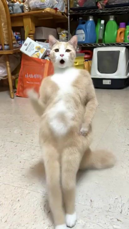 TikTok video thumbnail by comfypetpet