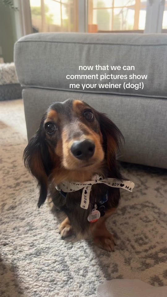 TikTok video thumbnail by peatheweenie
