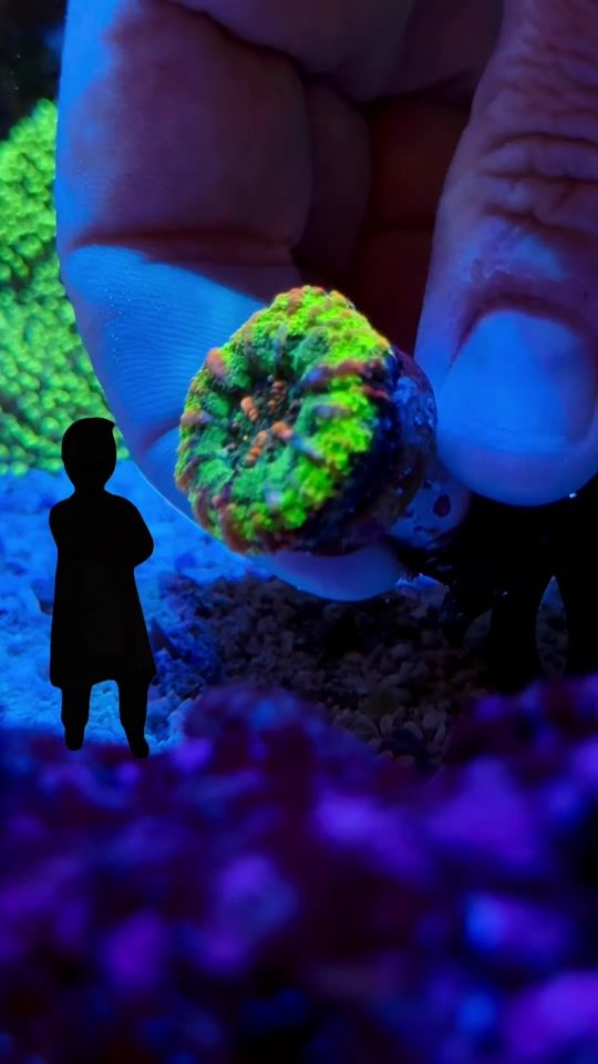 TikTok video thumbnail by operationreeftherapy