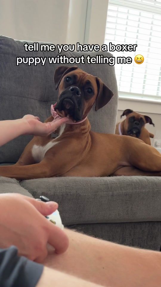 TikTok video thumbnail by cuteboxerpuppy