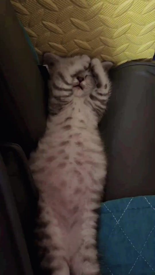 TikTok video thumbnail by jfxgw