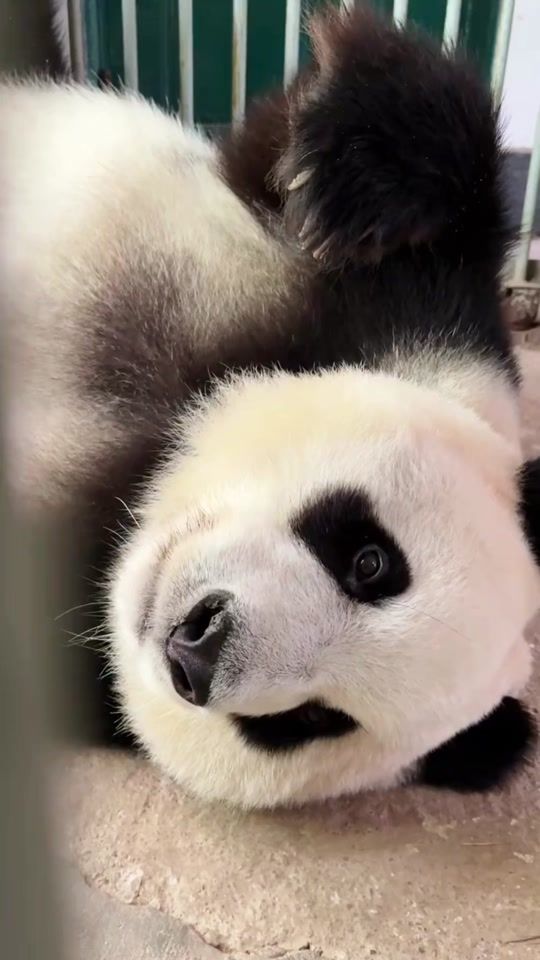 TikTok video thumbnail by cuteanimals_365