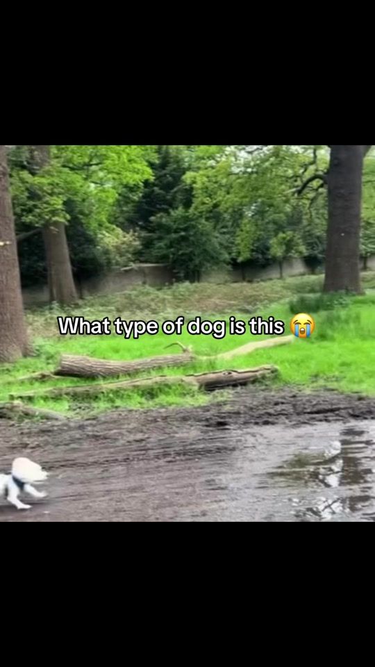 TikTok video thumbnail by devqq322