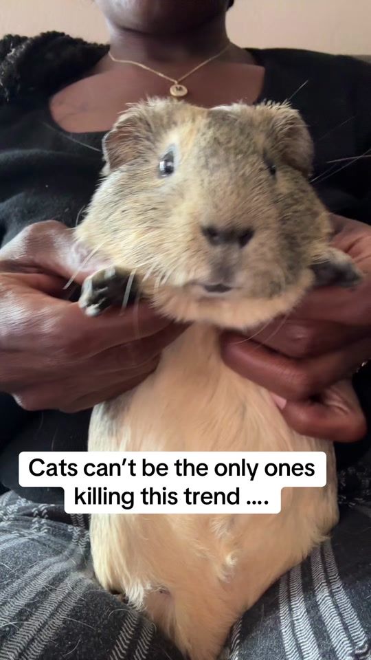 TikTok video thumbnail by teddy.cinna.jas