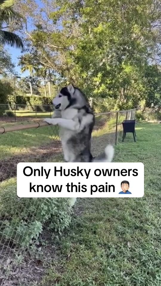 TikTok video thumbnail by hachithehuskyyy