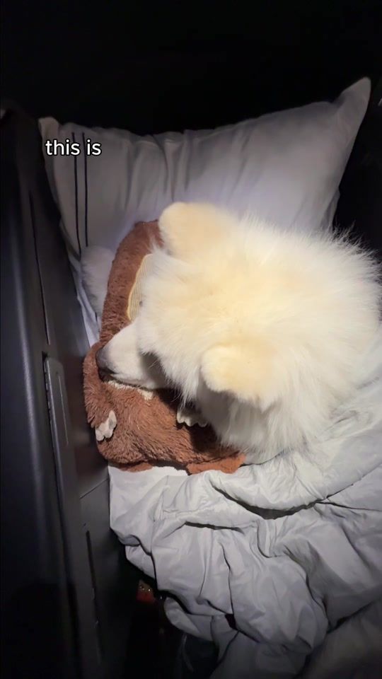 TikTok video thumbnail by life.with.a.landcloud