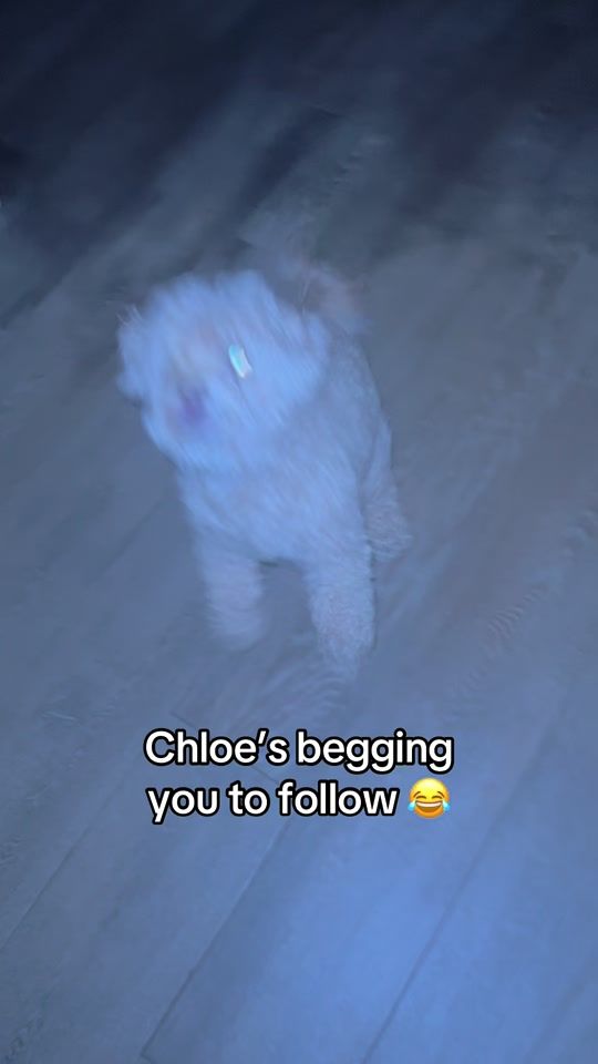 TikTok video thumbnail by chloecaboodledoodle