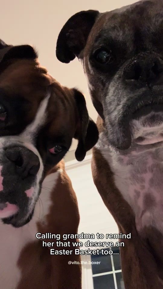 TikTok video thumbnail by vito.the.boxer