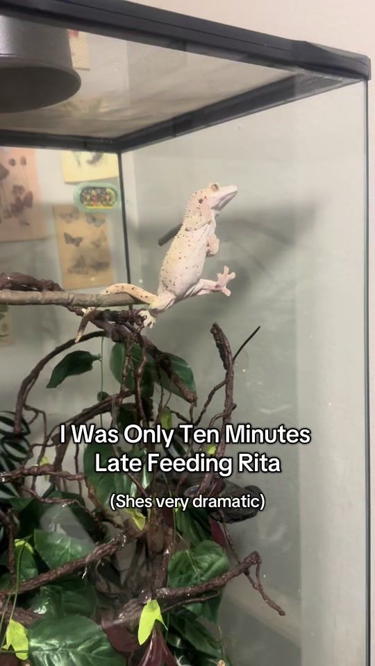 TikTok video thumbnail by km.geckos
