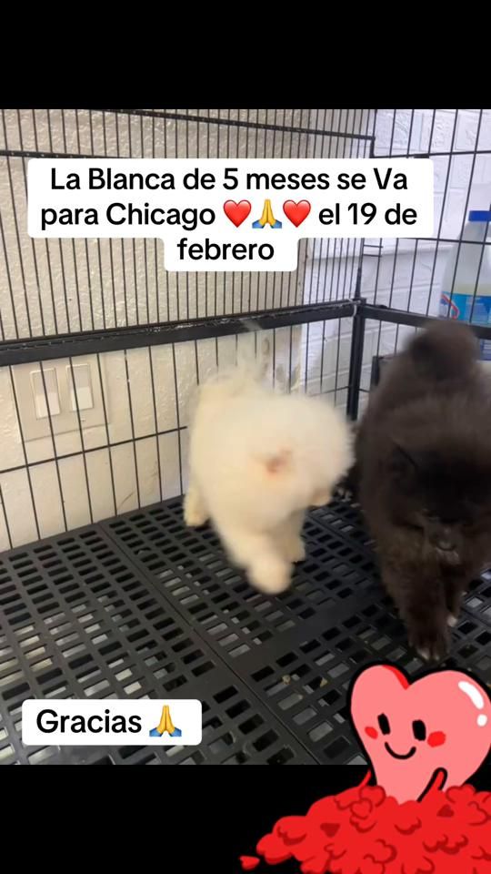 TikTok video thumbnail by pomy_lover1