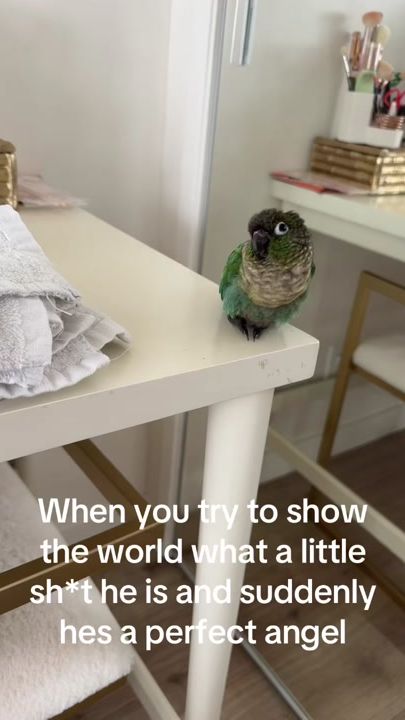 TikTok video thumbnail by echothegcconure