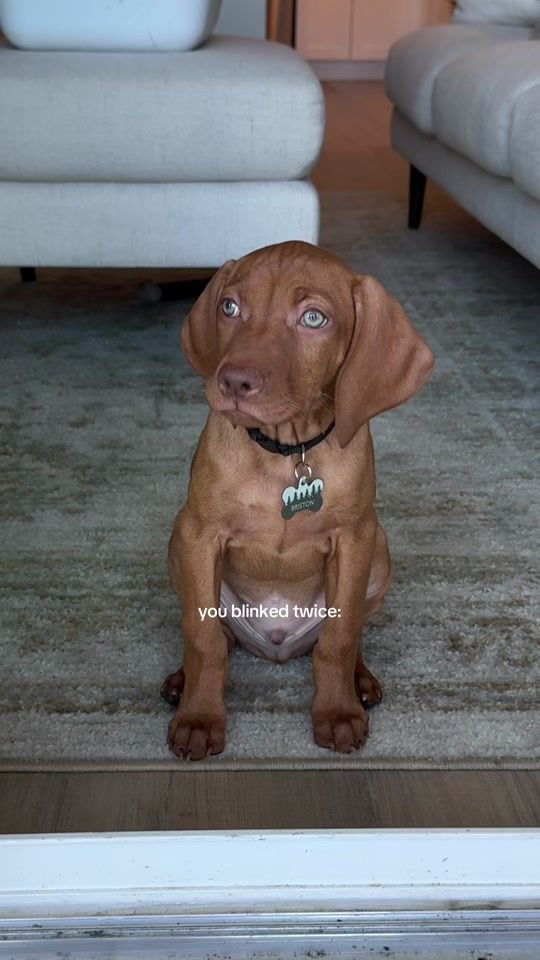 TikTok video thumbnail by bristonthevizsla