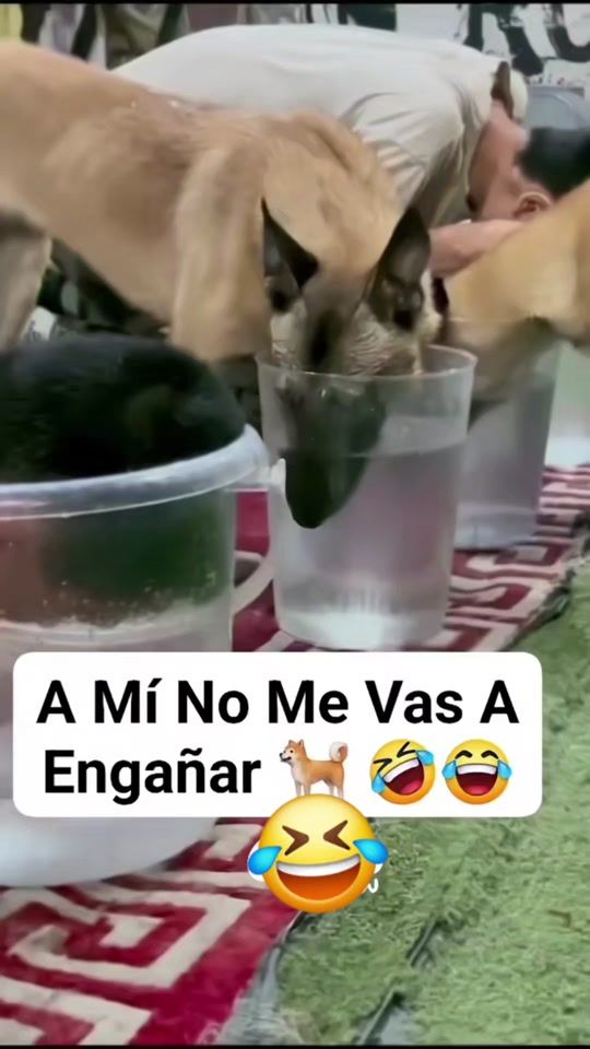 TikTok video thumbnail by cumbiamberamx