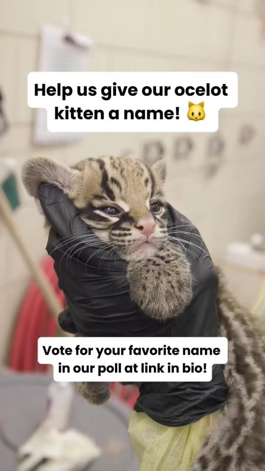 TikTok video thumbnail by buffalozoo