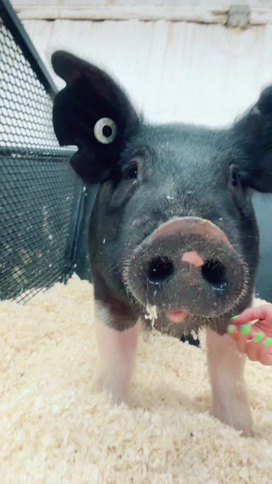 TikTok video thumbnail by greenchilepork