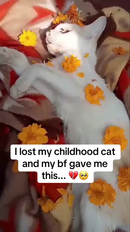 TikTok video thumbnail by meowtunesbox