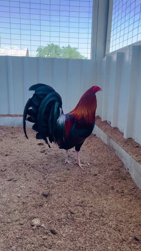 TikTok video thumbnail by el.primo240