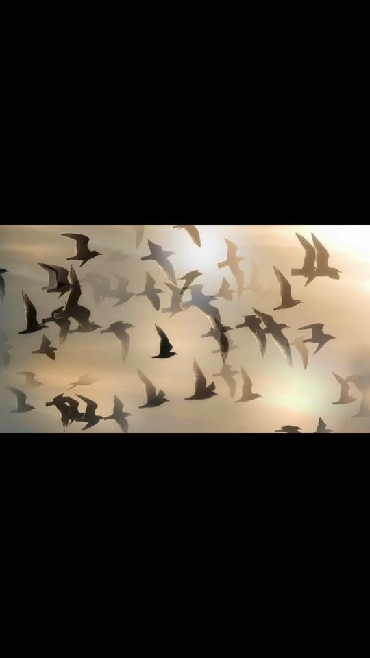 TikTok video thumbnail by daffodil6406