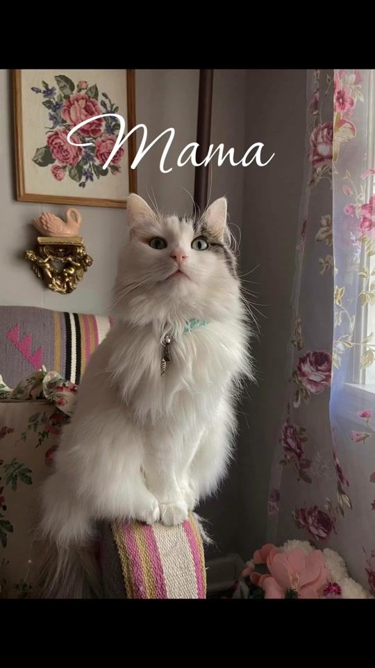 TikTok video thumbnail by lovelylikecleo