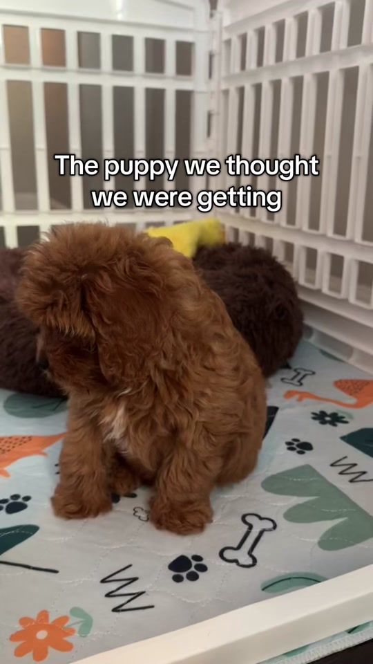 TikTok video thumbnail by leothecavapookie