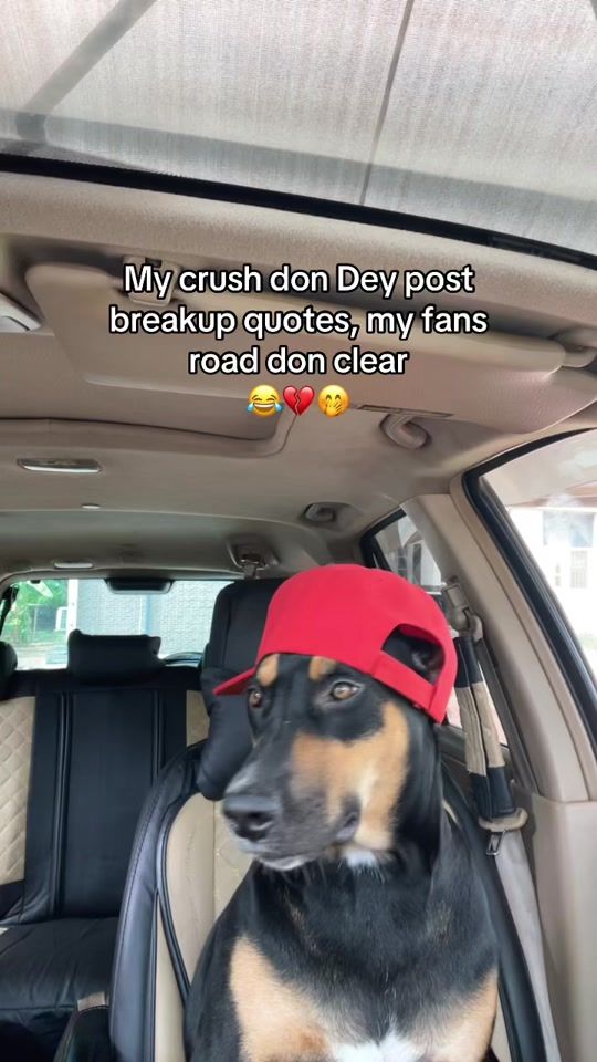 TikTok video thumbnail by zeldadiaries