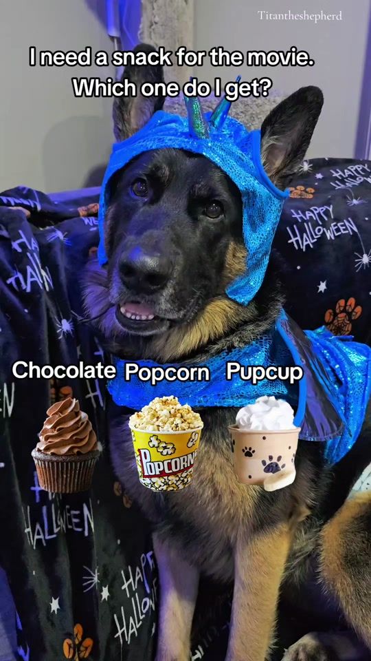 TikTok video thumbnail by titan.the.shepherd