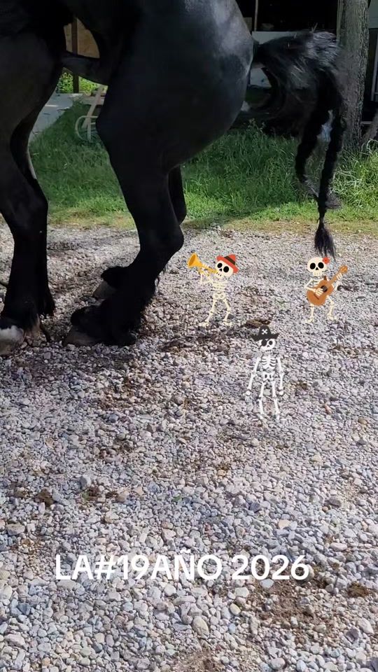 TikTok video thumbnail by hectorrosas137