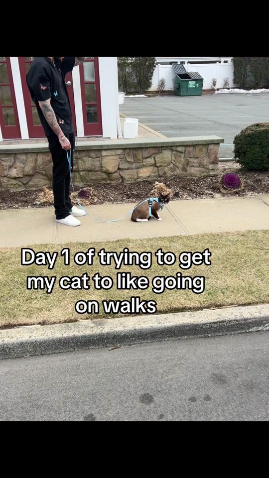 TikTok video thumbnail by batbatsbat