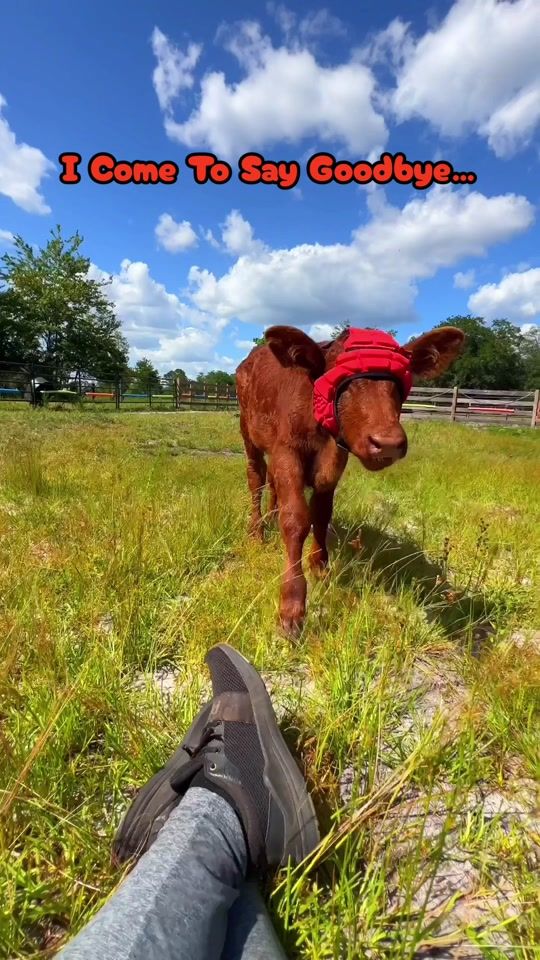TikTok video thumbnail by alyssasanimalsanctuary