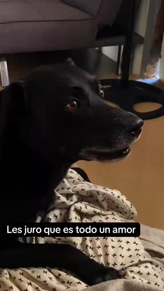 TikTok video thumbnail by soy_j.o.c
