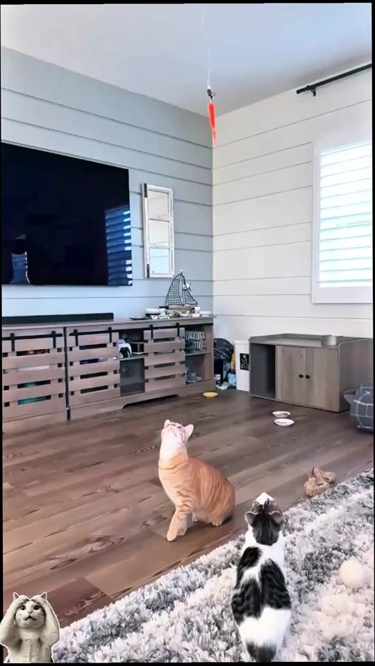 TikTok video thumbnail by catsoftiktok2.1