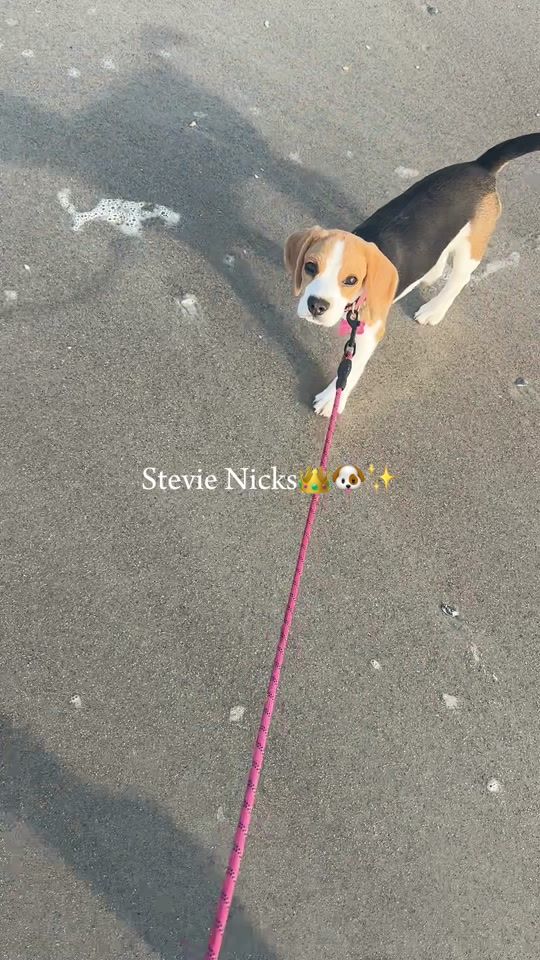 TikTok video thumbnail by stevienicksthebeagle