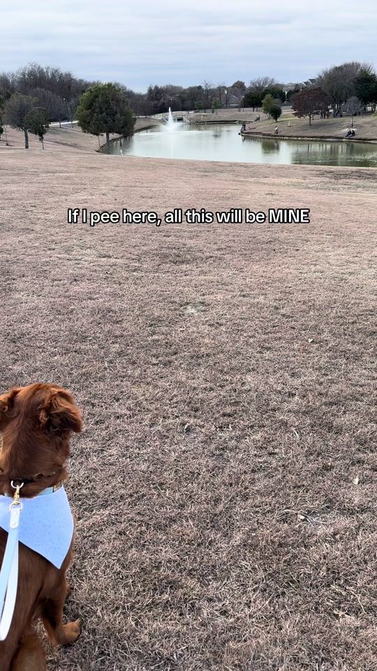 TikTok video thumbnail by cissathegoldenpup