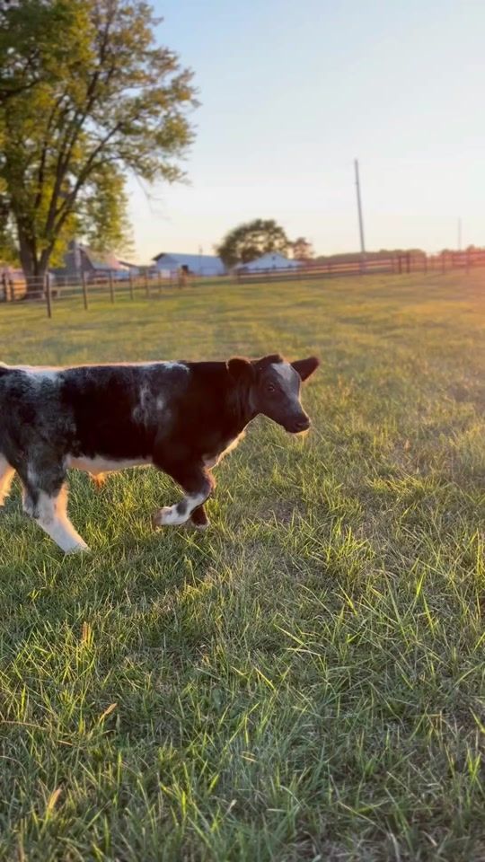 TikTok video thumbnail by fanninshowcattle