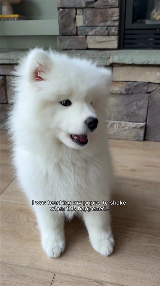 TikTok video thumbnail by life.with.a.landcloud