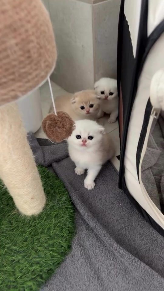 TikTok video thumbnail by gigi_scottish1