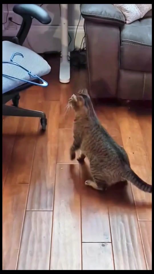 TikTok video thumbnail by catsoftiktok2.1