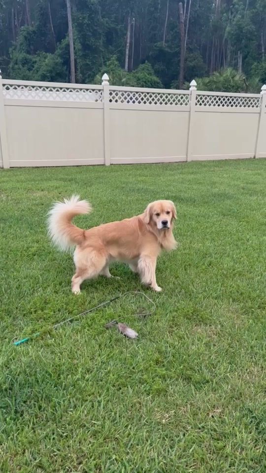 TikTok video thumbnail by goldengirl_xena