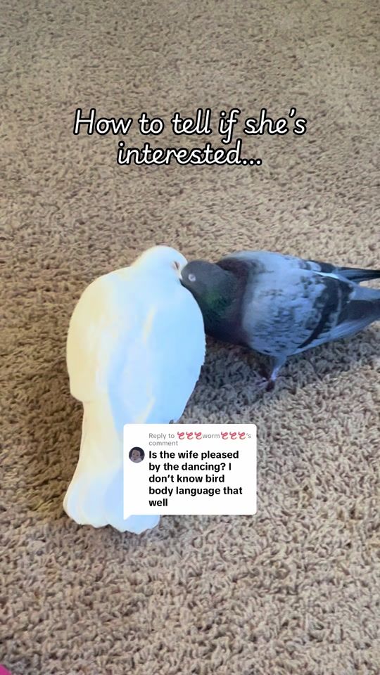 TikTok video thumbnail by peskypersimmon