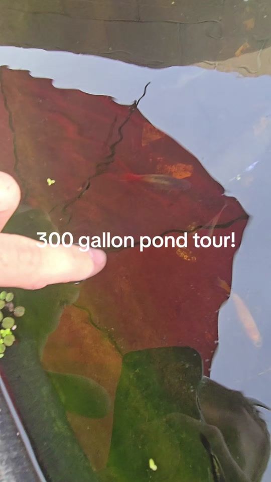 TikTok video thumbnail by richard.tote