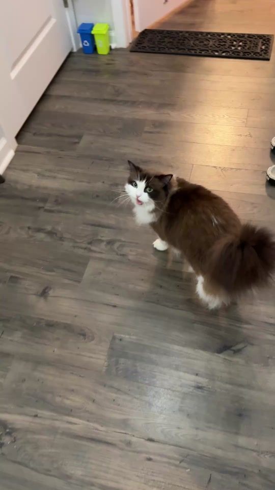 TikTok video thumbnail by meredith.ragdoll