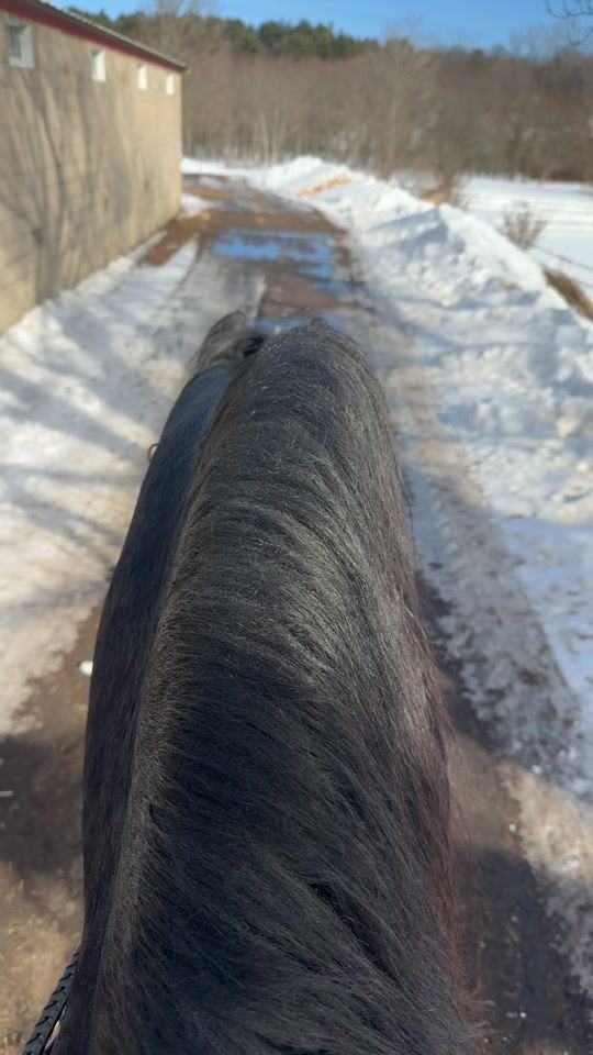 TikTok video thumbnail by friesianlady