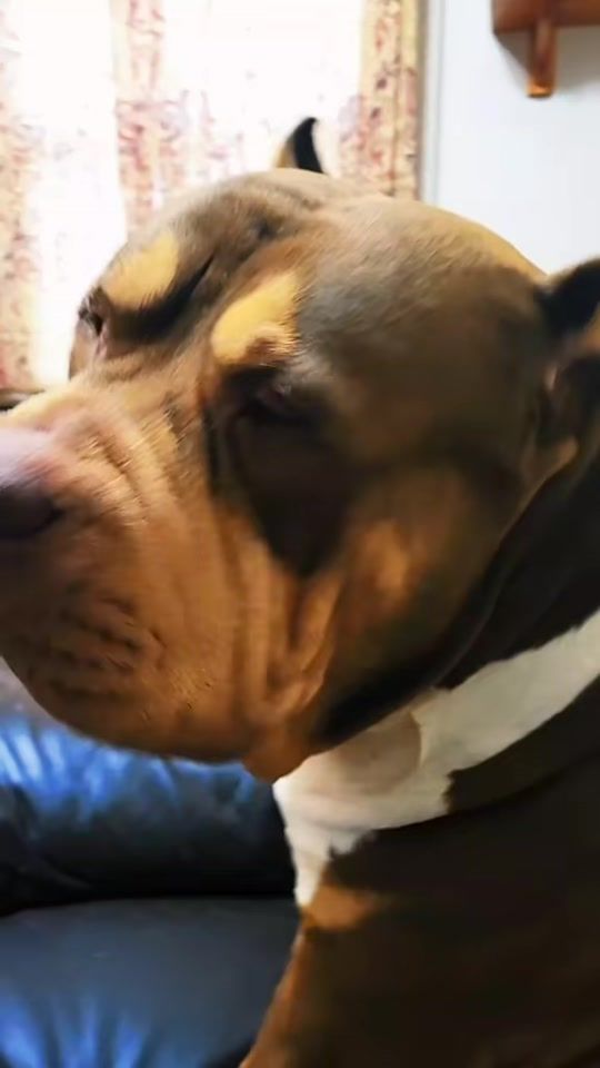 TikTok video thumbnail by upstateprimebully