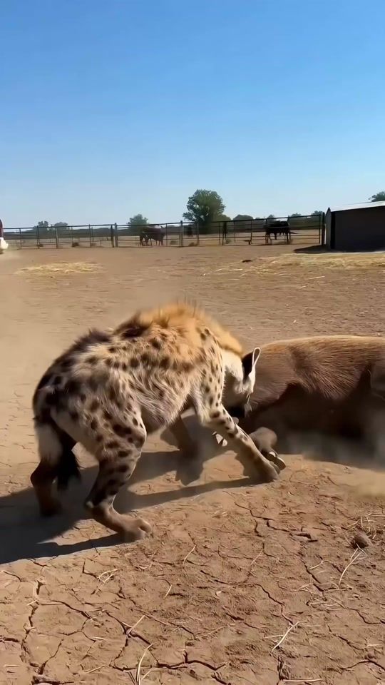 TikTok video thumbnail by nutsyfarm